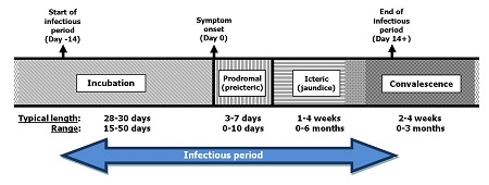 Stages of hepatitis A illness and length of each phase , text description follows