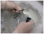 Two gloved hands washing a skin penetration instru in sopay water to ensure clean and sterile reuse of equipment and instruments