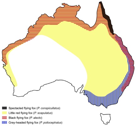 Spatial distribution of pteropus bats in Australia - spectacled flying fox across the coast of far north QLD; Little red flying fox across Victoria, NSW, QLD, much of NT and north & west coast of WA; Black flying fox can be found along coast of QLD and NSW; and grey-headed flying fox can be found in coastal and southern regions of NSW, ACT and Victoria.