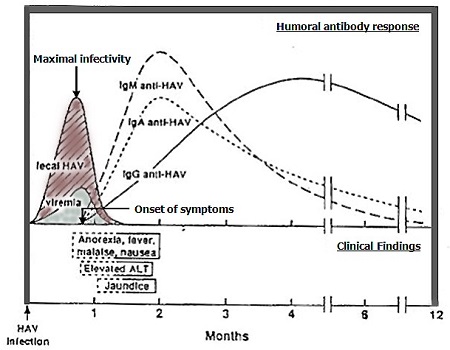 Clinical, virological and serological findings in uncomplicated acute hepatitis A, text desription follows