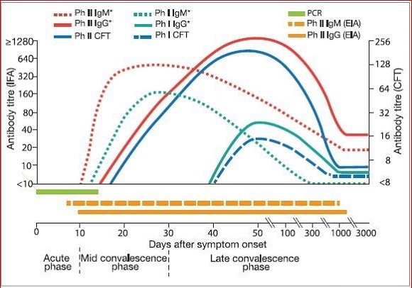 Typical serological respo​nse in acute Q fever , text alternative follows