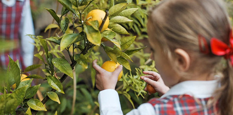 Kids picking fruit