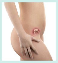cross section of woman's body at early pregnancy