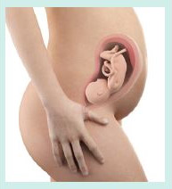 cross section of woman's body at 26-28 weeks pregnancy