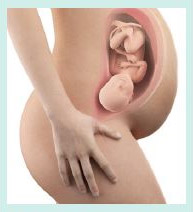 cross section of woman's body at 34-36 weeks pregnancy