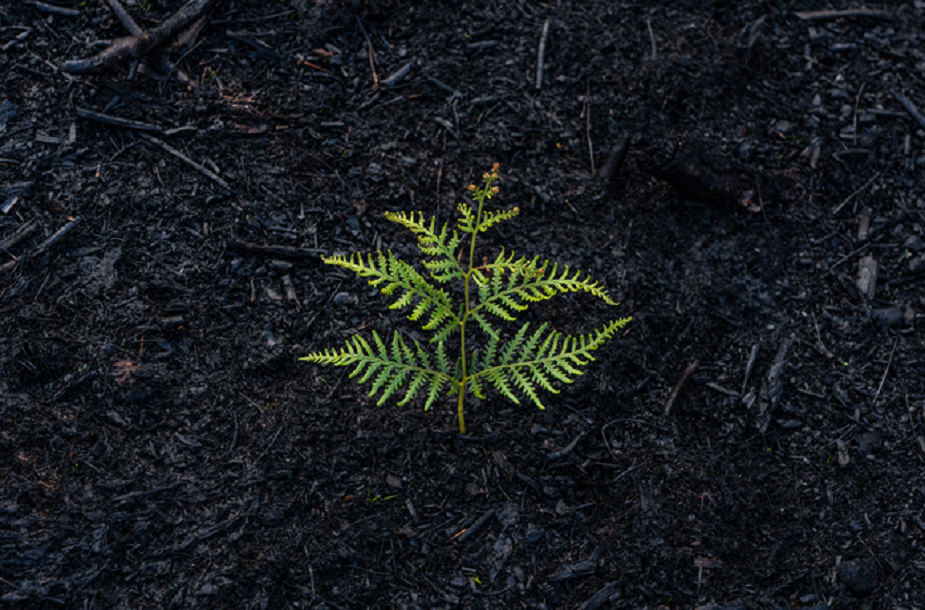 A picture of a small fern laid out on soil